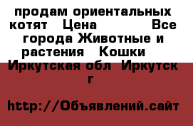 продам ориентальных котят › Цена ­ 5 000 - Все города Животные и растения » Кошки   . Иркутская обл.,Иркутск г.